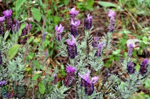 Lavandula staechas